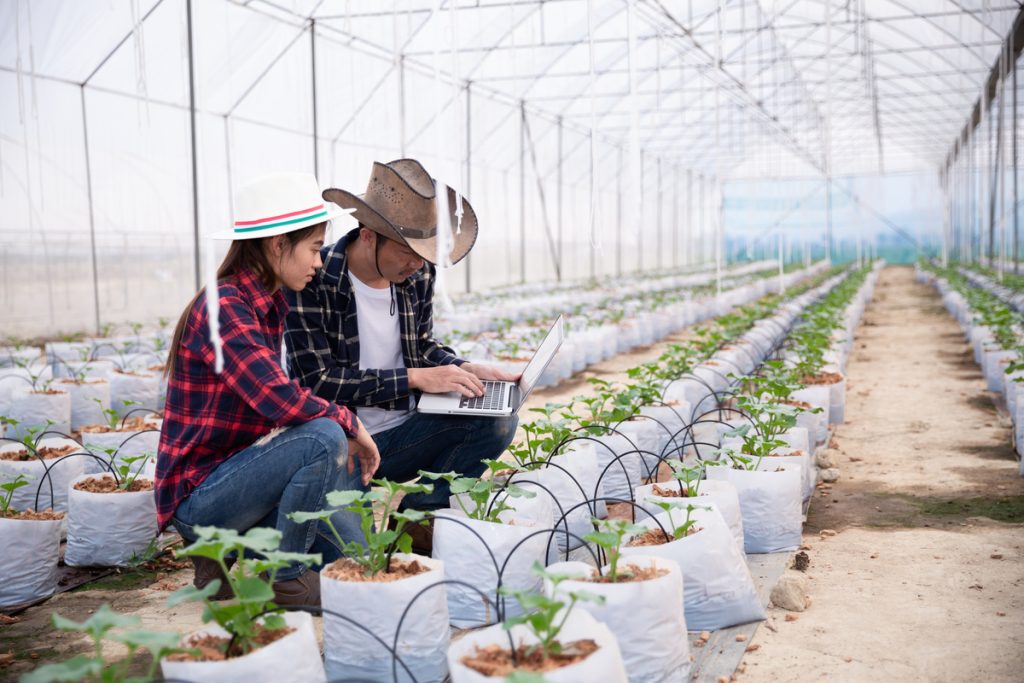 Agribisnis Holtikultura